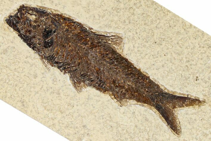 Detailed Fossil Fish (Knightia) - Wyoming #370866